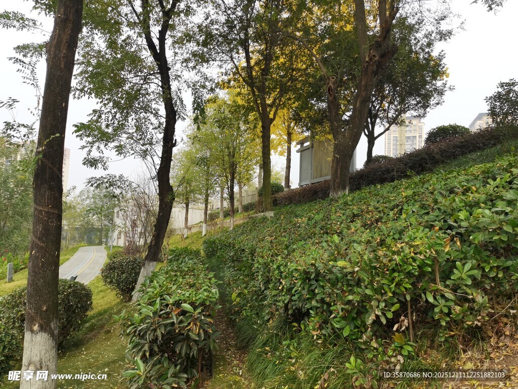 山林间的葱郁茶园景色