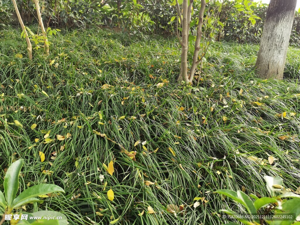 茂密林下绿植景观