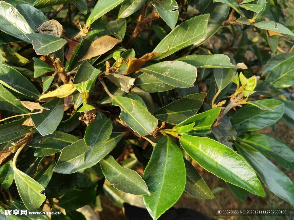 绿叶繁茂的植物景象