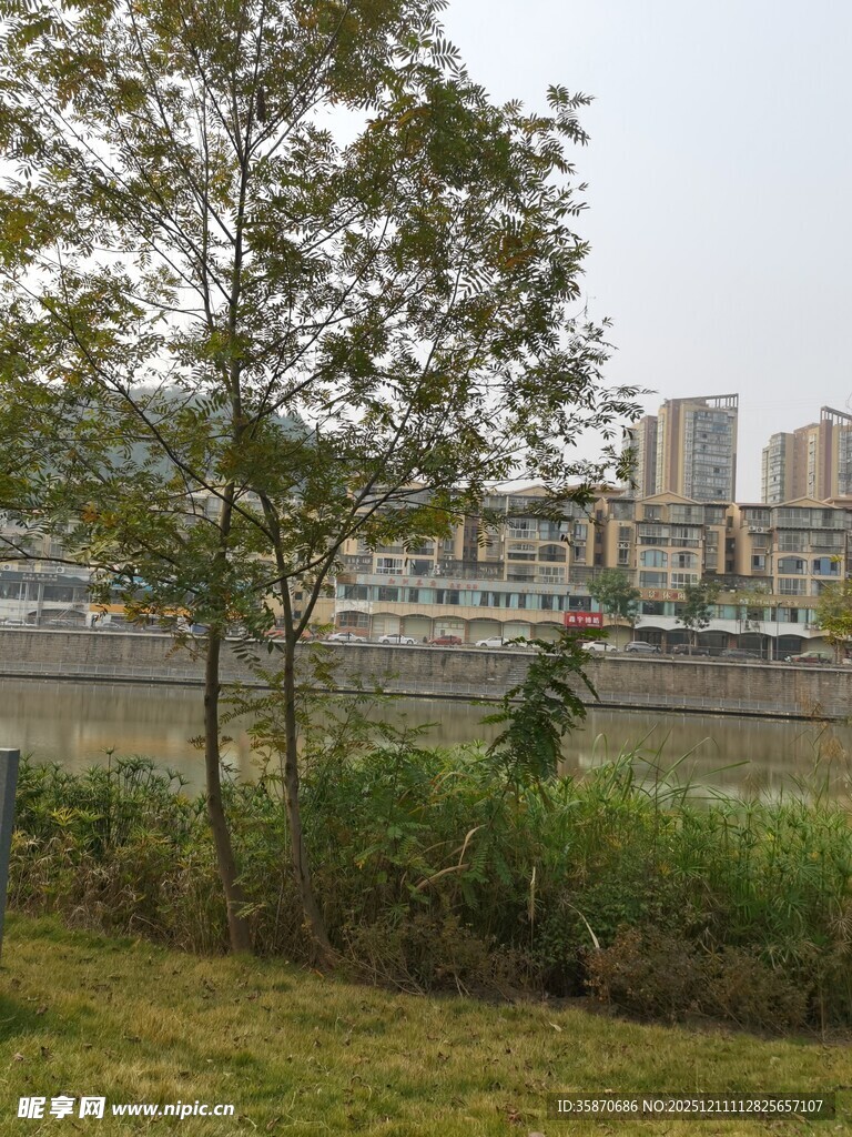 河畔绿植与远处城市景观