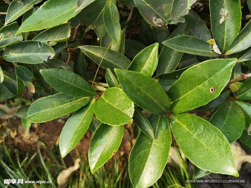 翠绿叶片植物特写
