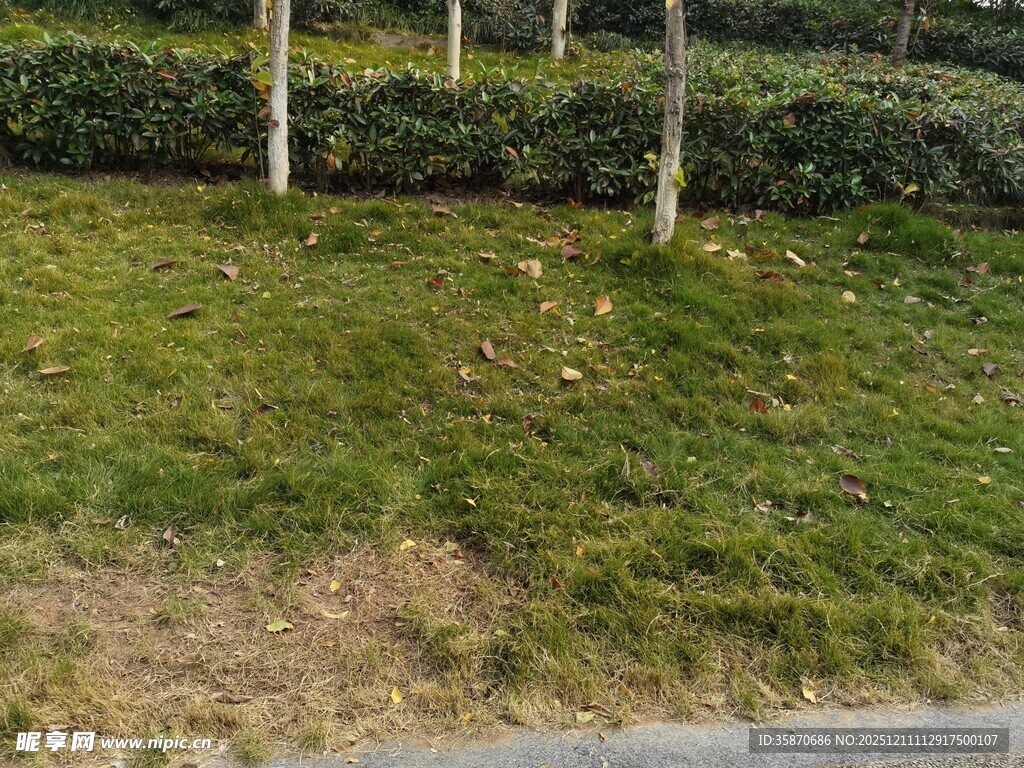 路边绿意盎然的草地与树木