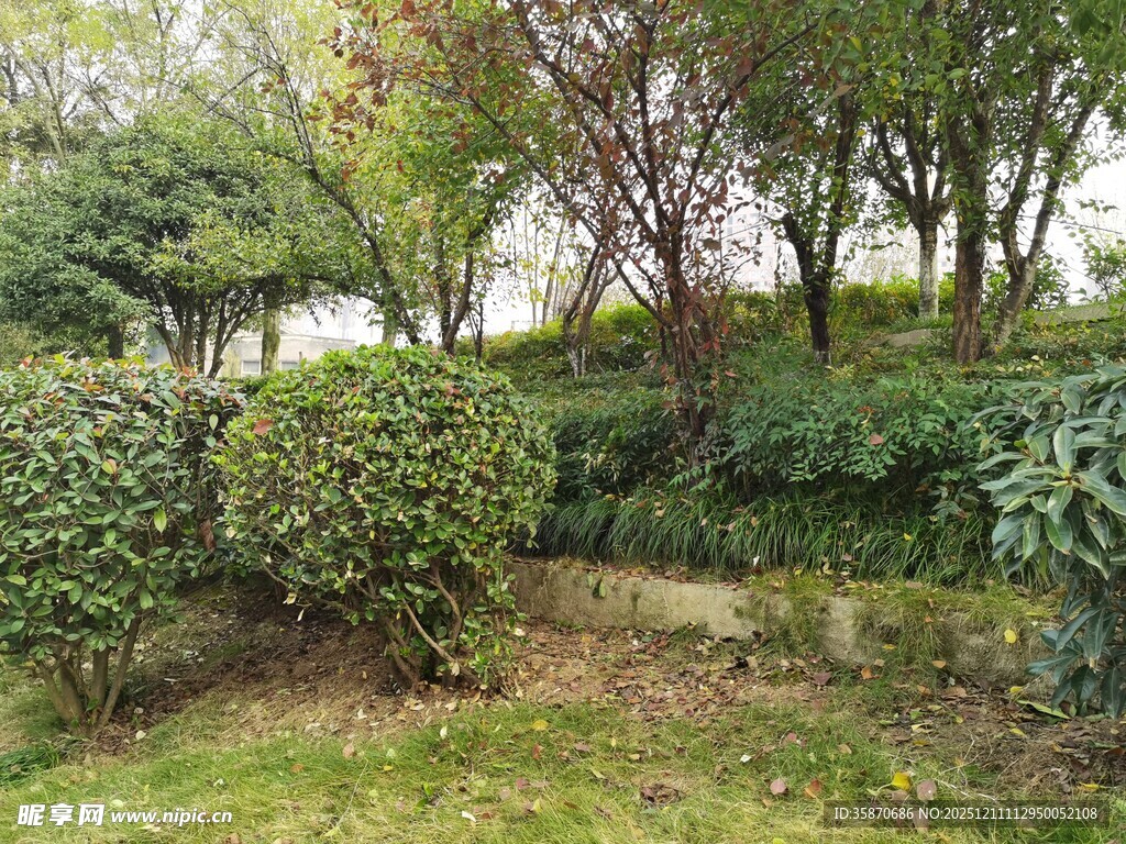 绿意盎然的园林景观