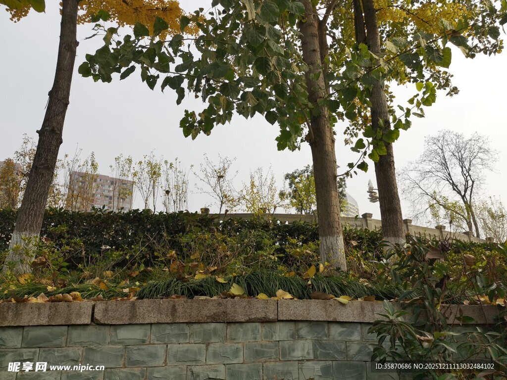 秋日城市绿植景观