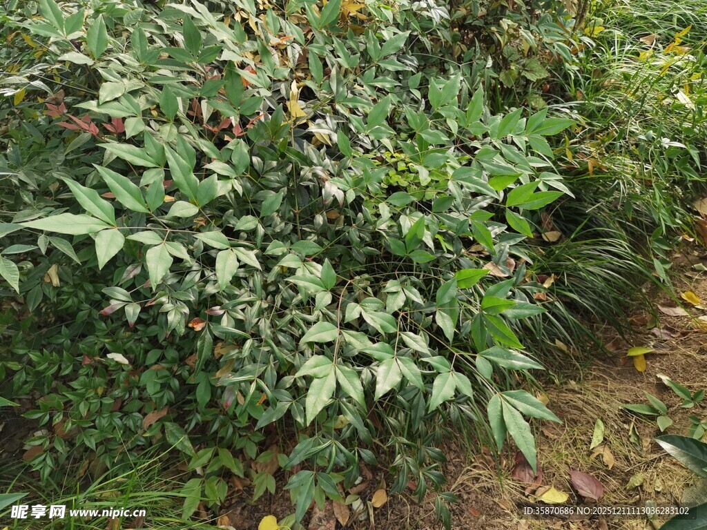 野外生长的绿色植物