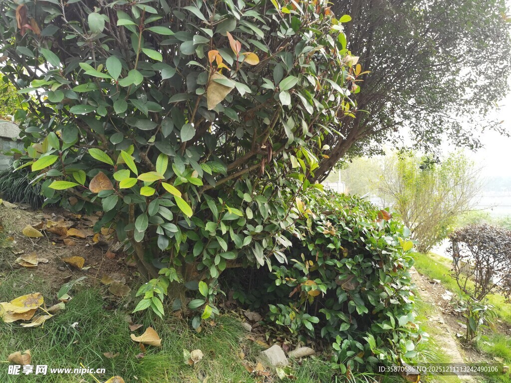 绿叶繁茂的户外植物景观