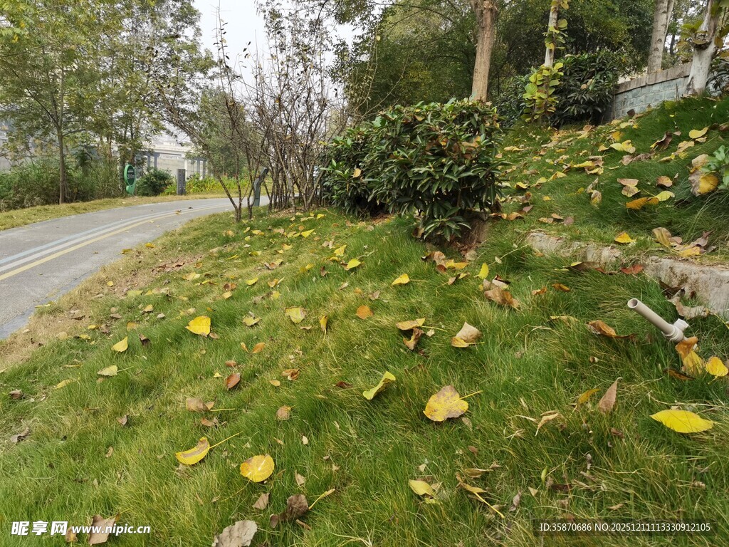 路边草地落叶秋景
