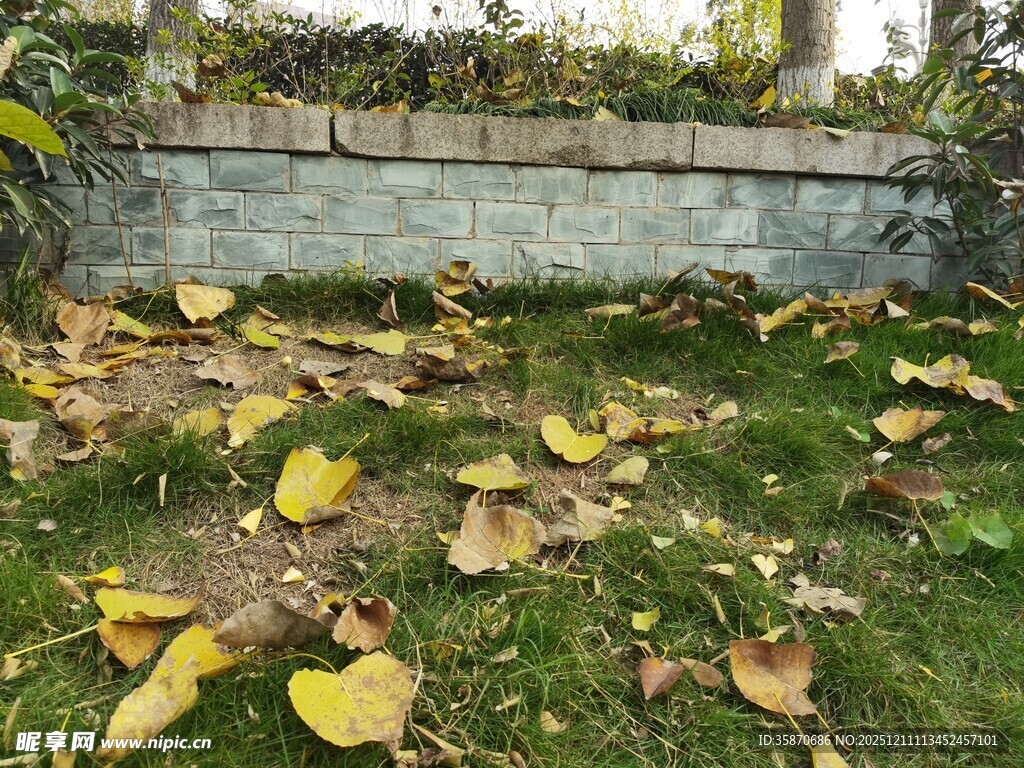 秋日落叶铺满草地景象