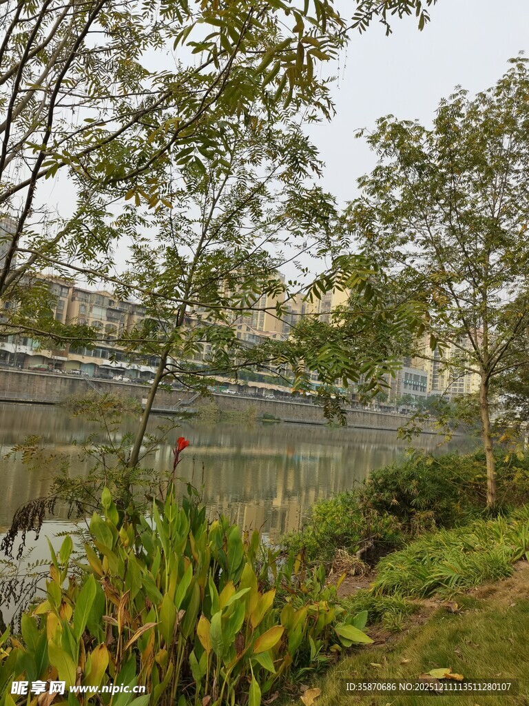 河畔绿植环绕的自然景致