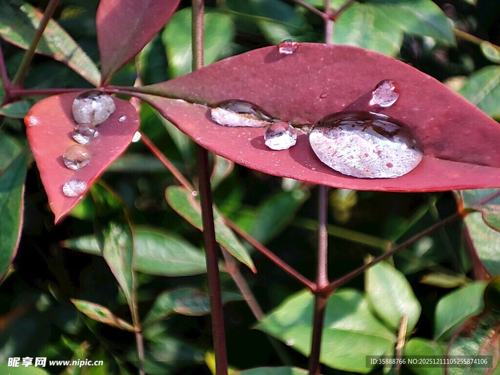 红叶上的晶莹水珠