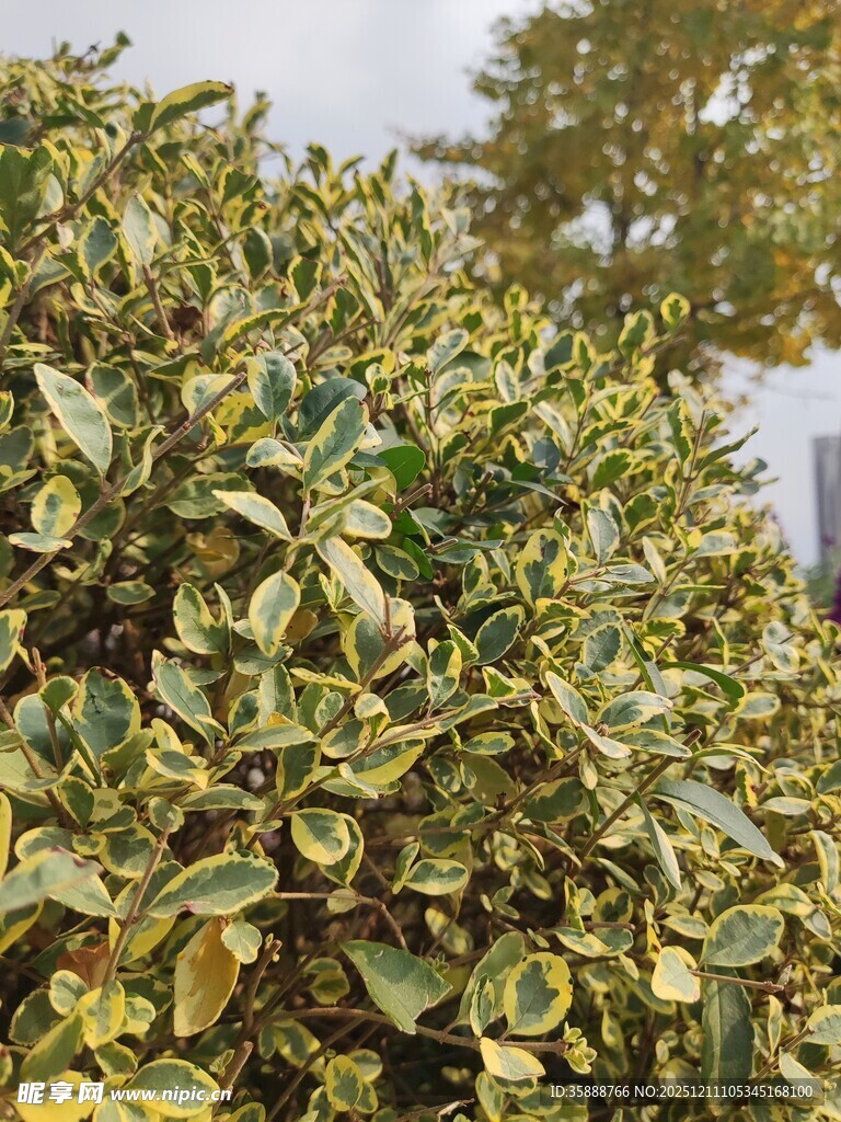 黄绿相间的茂密植物