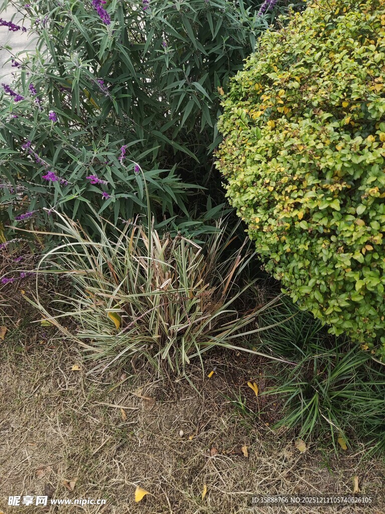多彩植物景观
