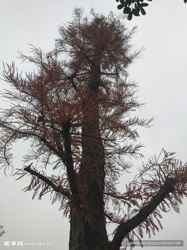 高大枯树尽显萧瑟之态