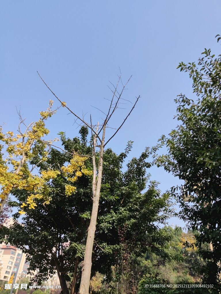 户外天线立于绿树蓝天间