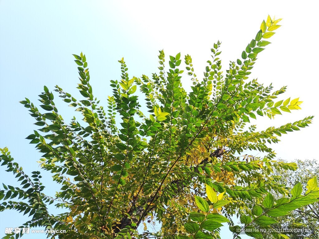 绿叶繁茂的树梢