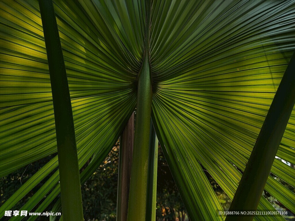 仰视下的翠绿扇形棕榈叶