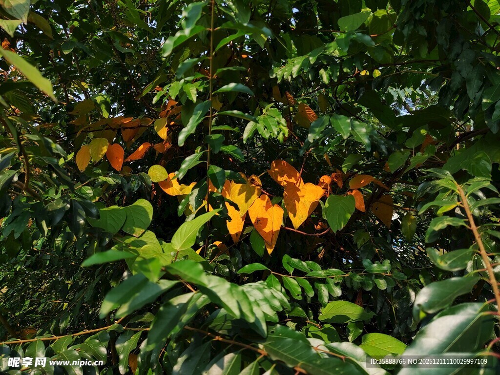 绿叶间的多彩蝴蝶