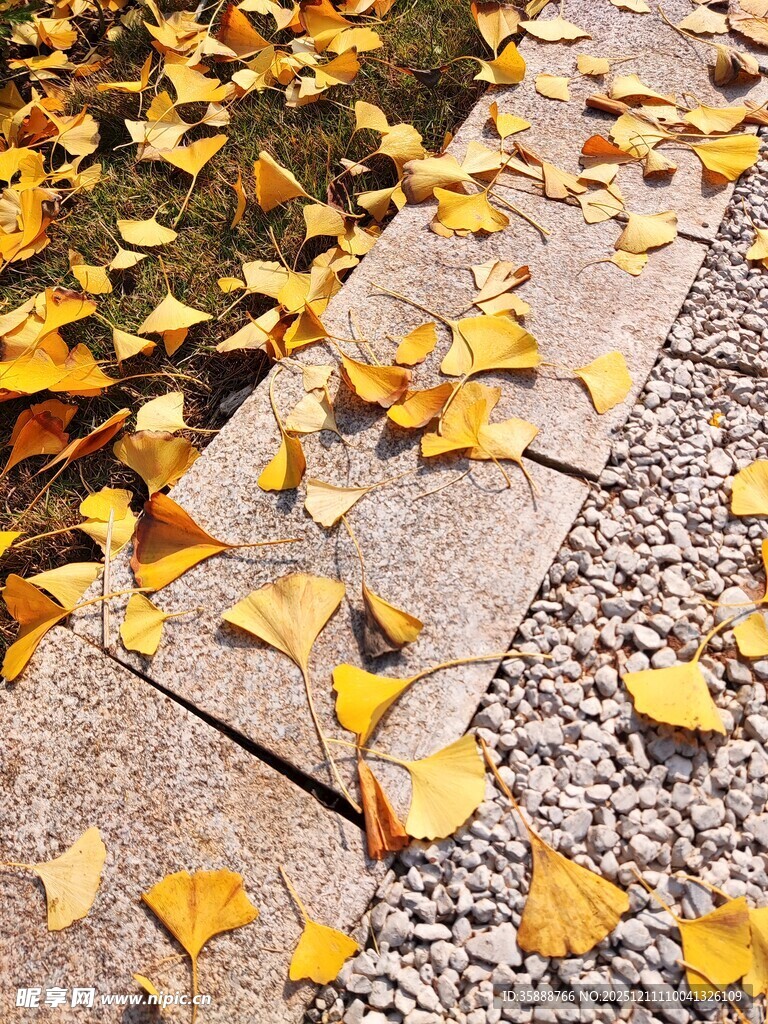 秋日银杏落叶铺满石板路