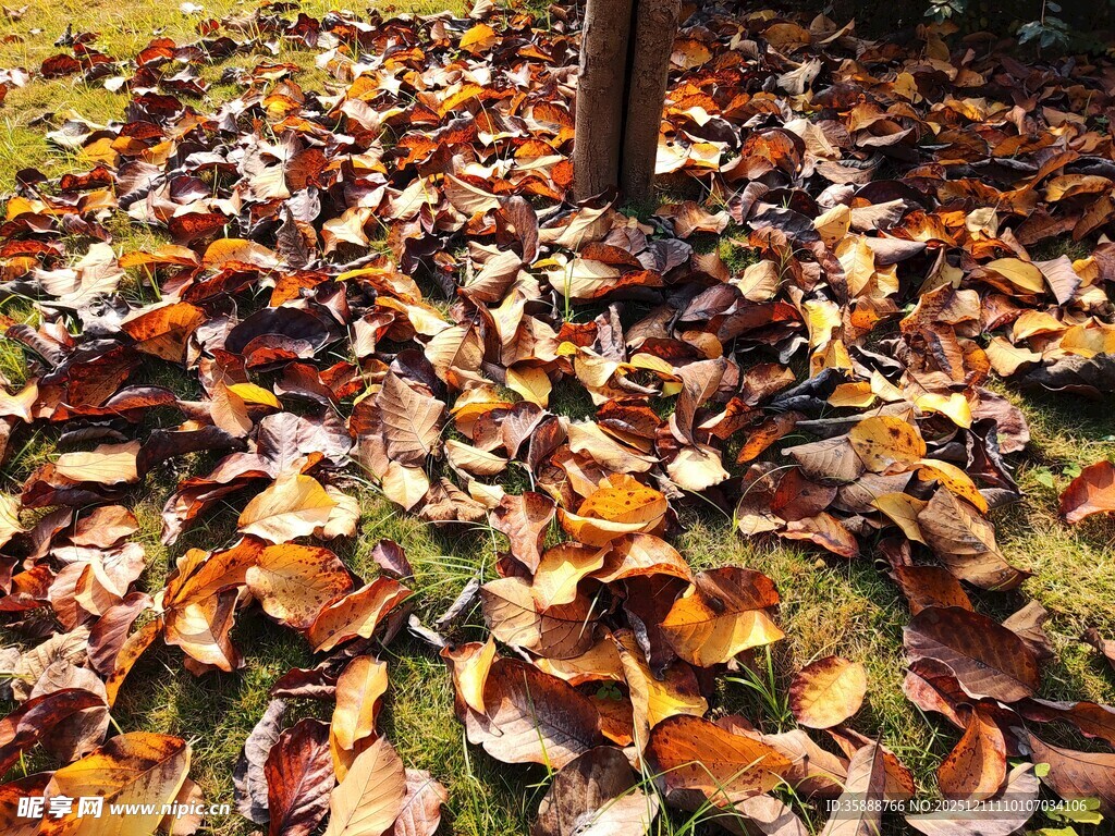 秋日落叶铺地的唯美景象