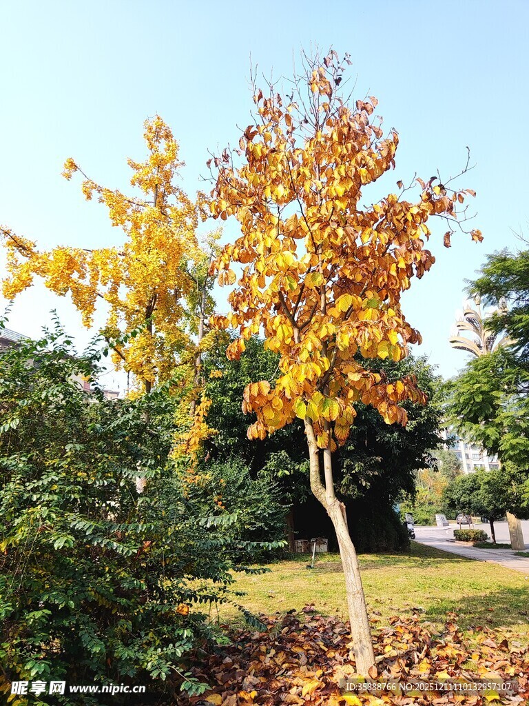 秋日斑斓树木落叶铺地