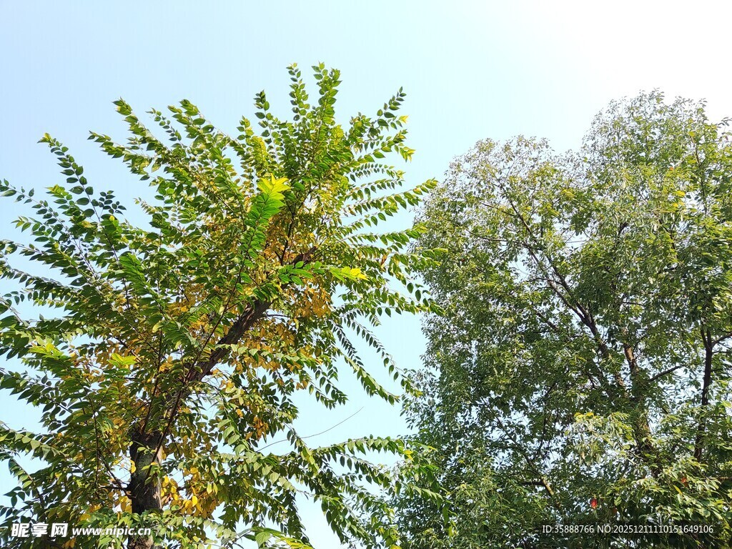 阳光下的葱郁树木