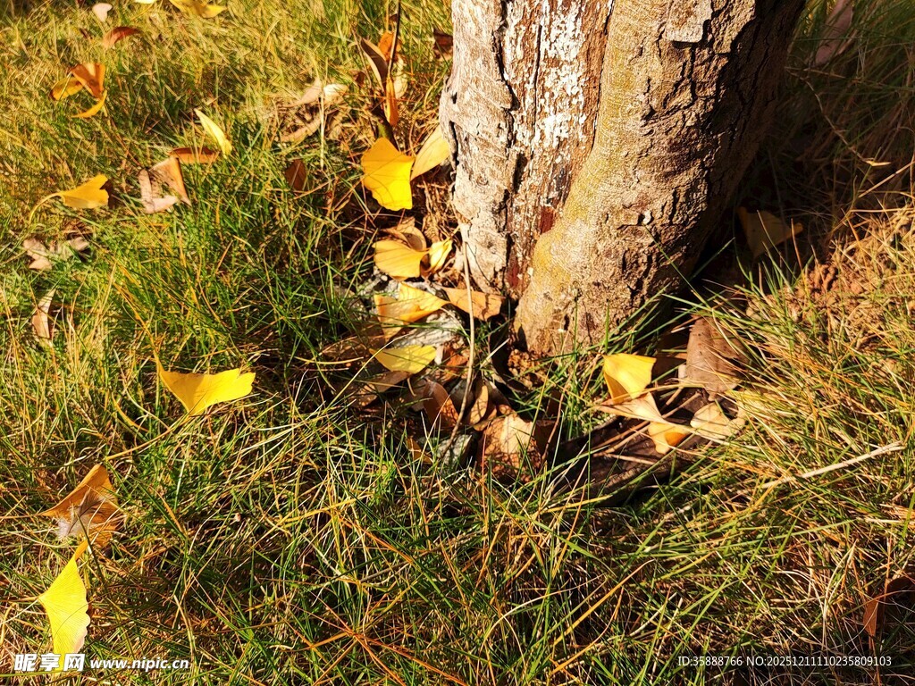 树下秋叶秋意初显