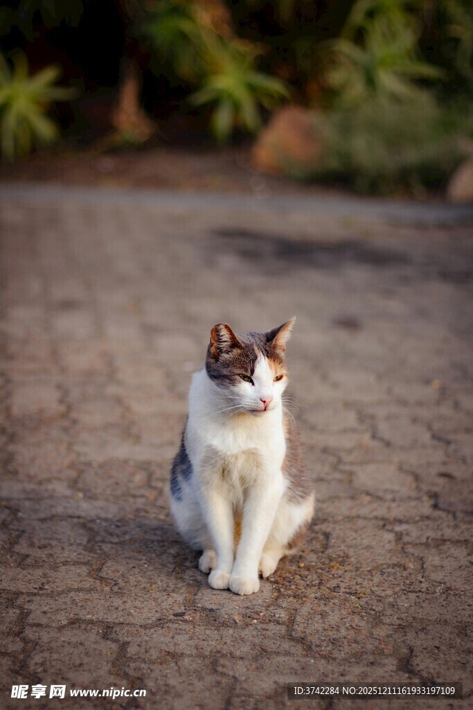 坐于石地的可爱猫咪