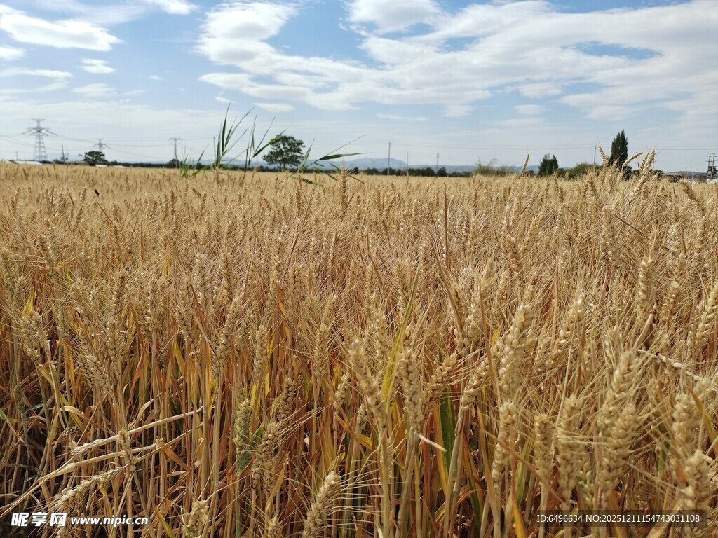 金黄麦田 尽显田园风光