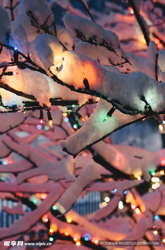 雪覆树枝间的暖光景致