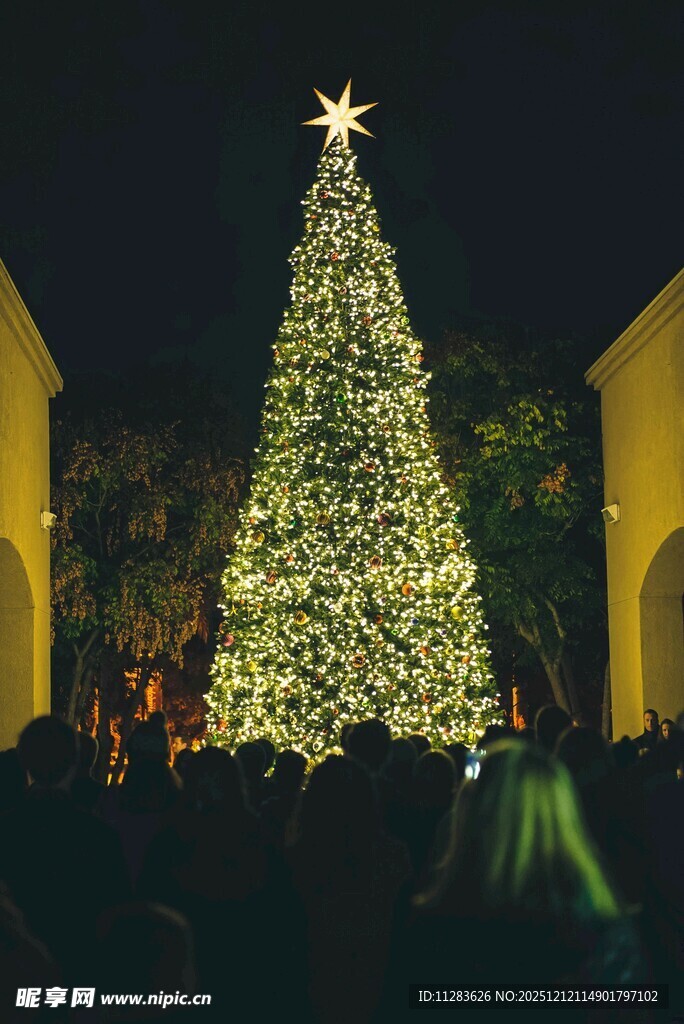 璀璨圣诞树点亮节日氛围