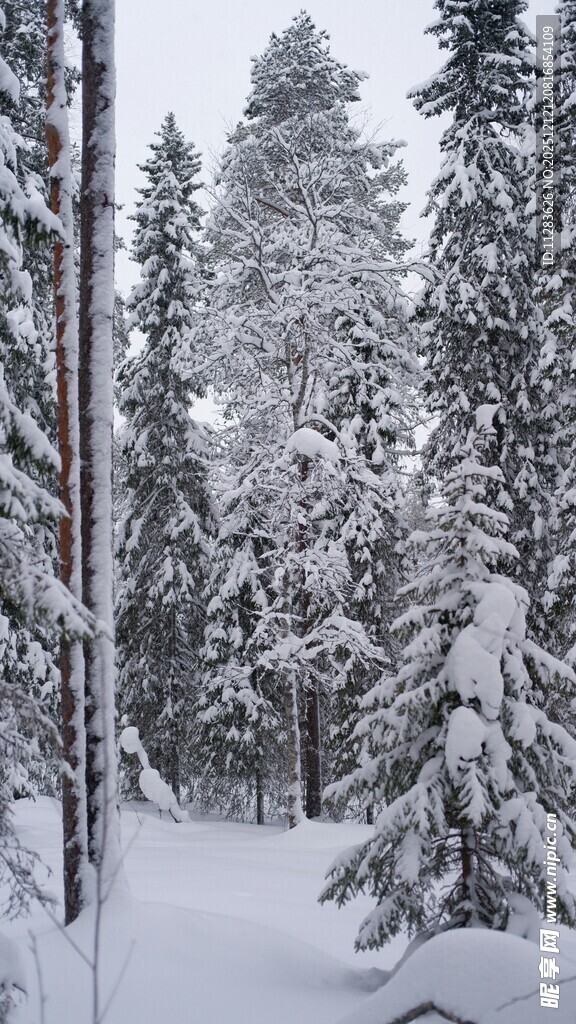 雪覆森林冬日美景