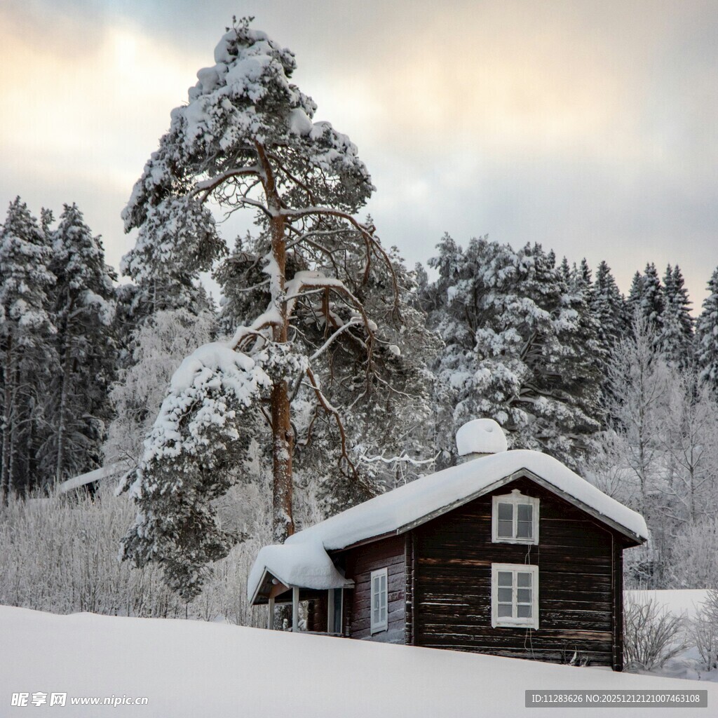 静谧冬日森林景