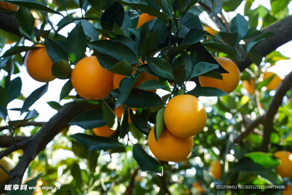 树上的橙子