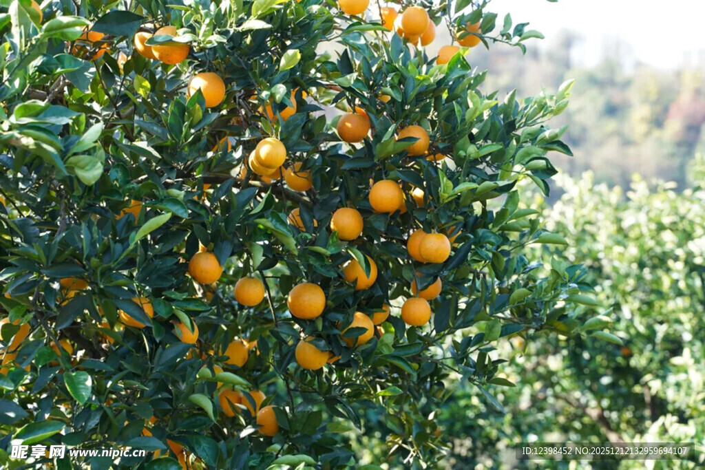挂满果实的繁茂橘子树