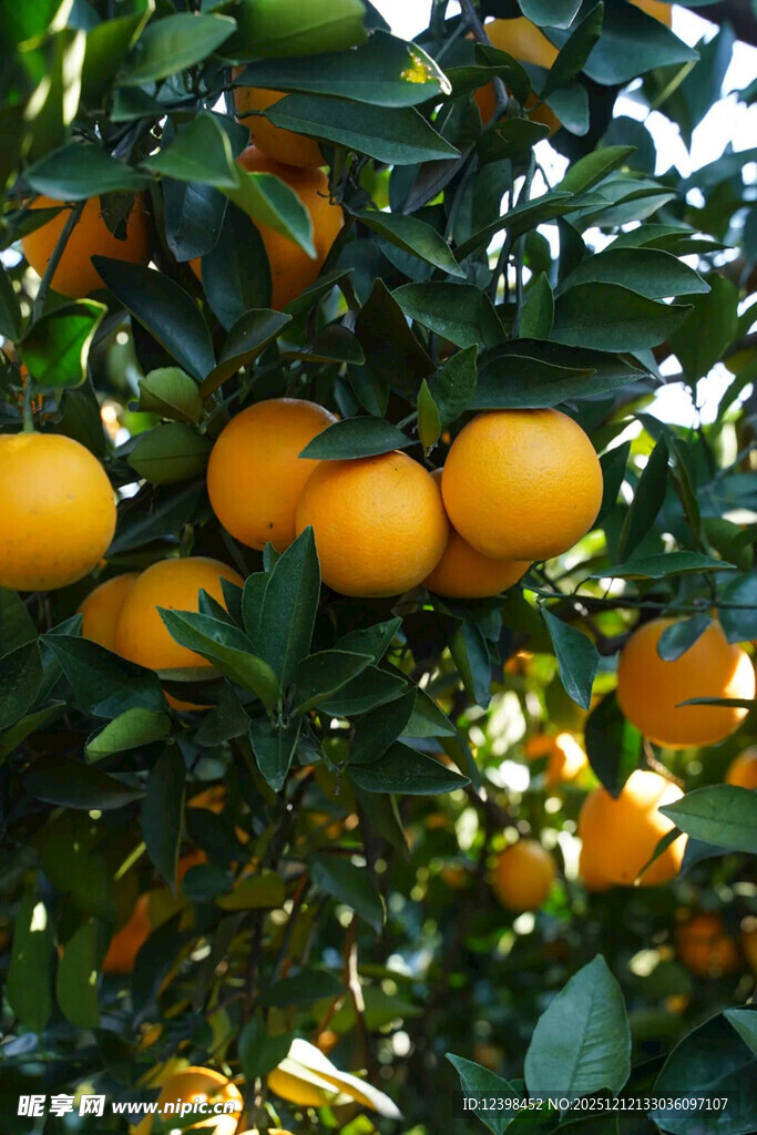 枝头挂满金黄的成熟柑橘