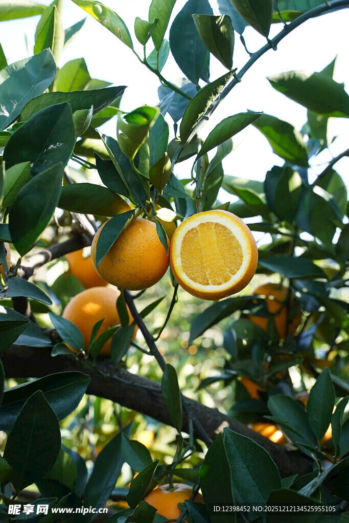 树上成熟的新鲜橙子