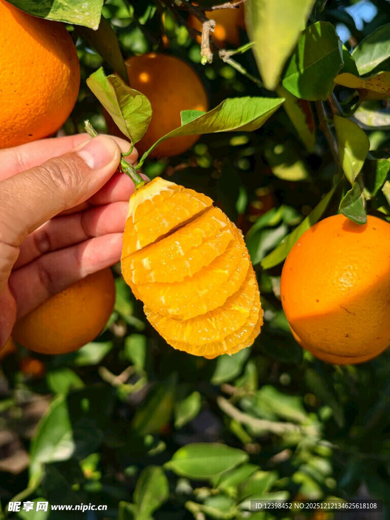 手摘切开的新鲜树上橙子