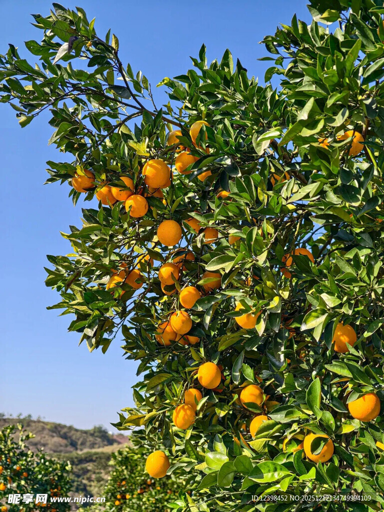 挂满橙子的繁茂果树