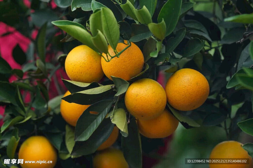 枝头饱满的新鲜橘子