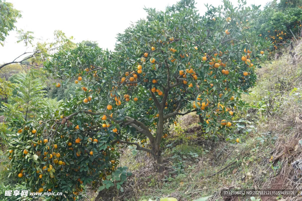 山坡上硕果累累的橘子树