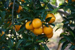 枝头挂满金黄的新鲜橙子