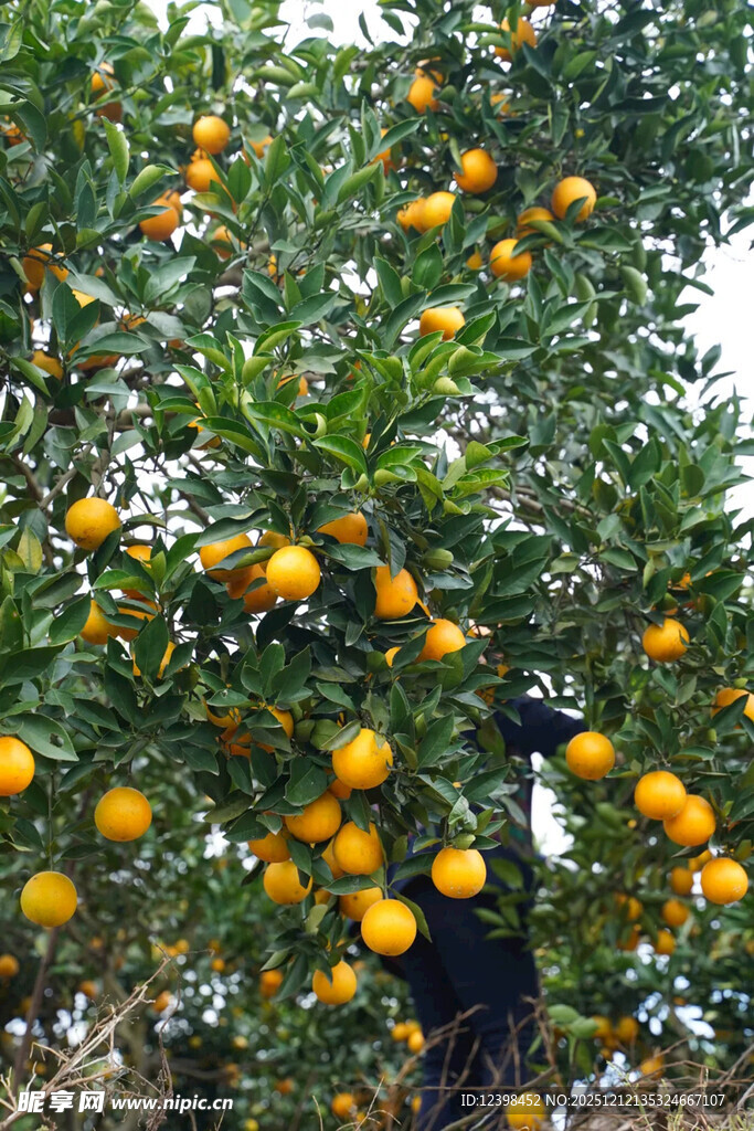硕果累累的金黄柑橘树