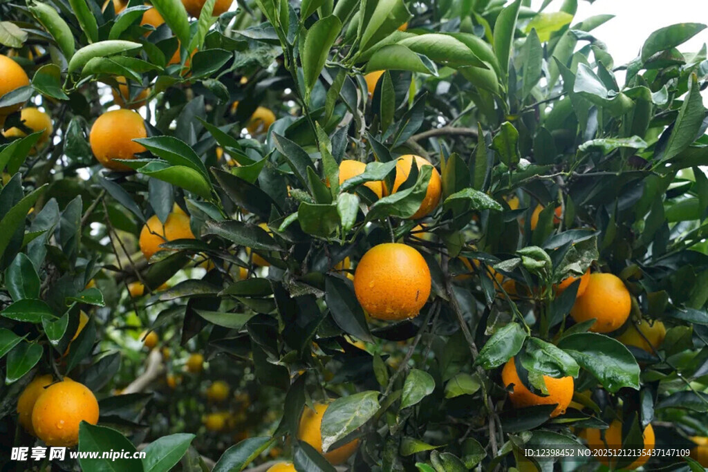 挂满果实的繁茂橘子树