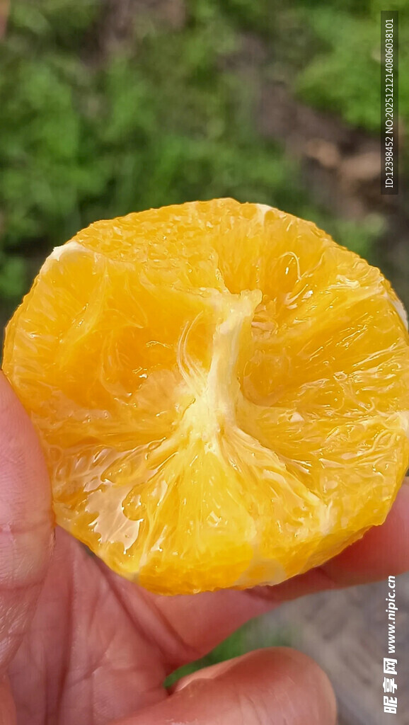 剥开的新鲜黄澄澄橘子