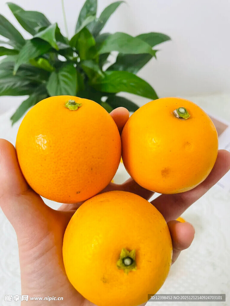手捧三颗新鲜黄澄澄橘子