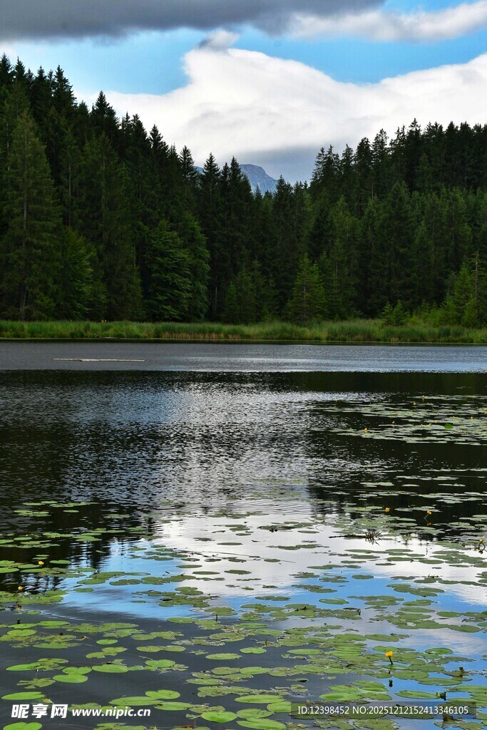 宁静湖畔的森林风光