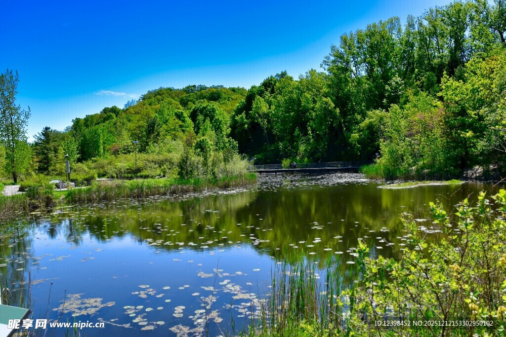 湖畔绿意盎然的自然景致