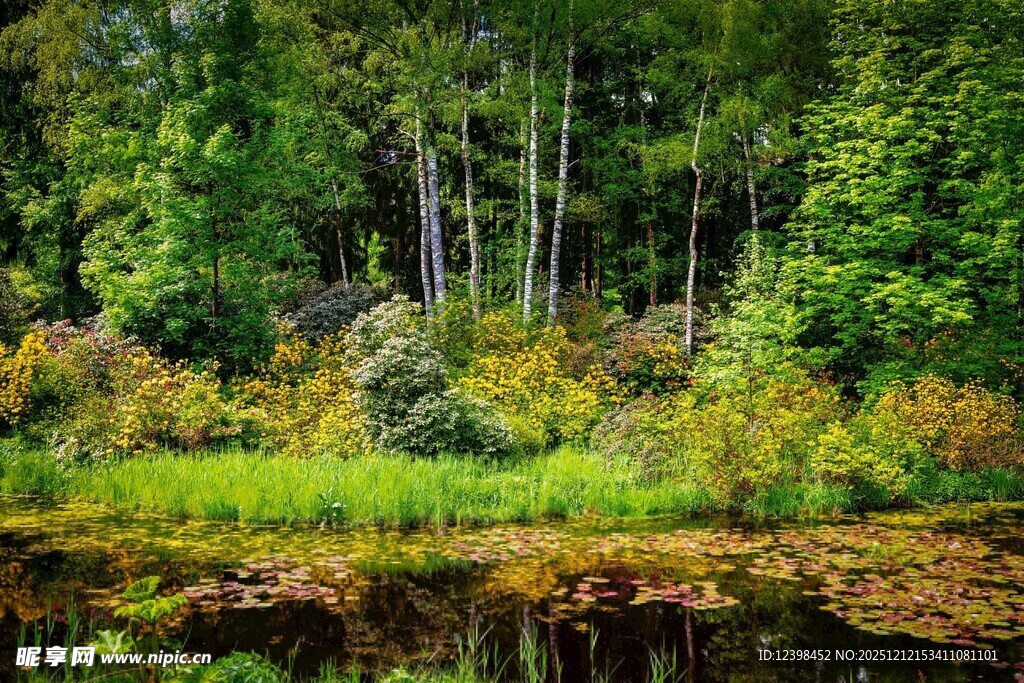 秋日森林湖畔美景
