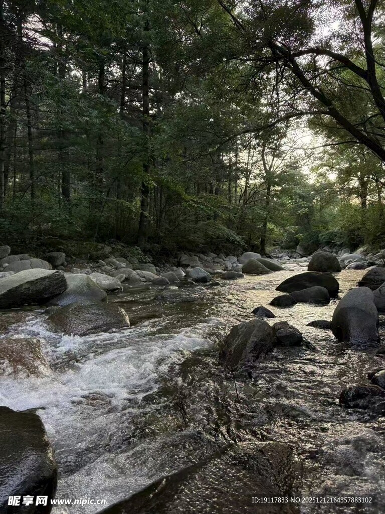 山间溪流穿林而过