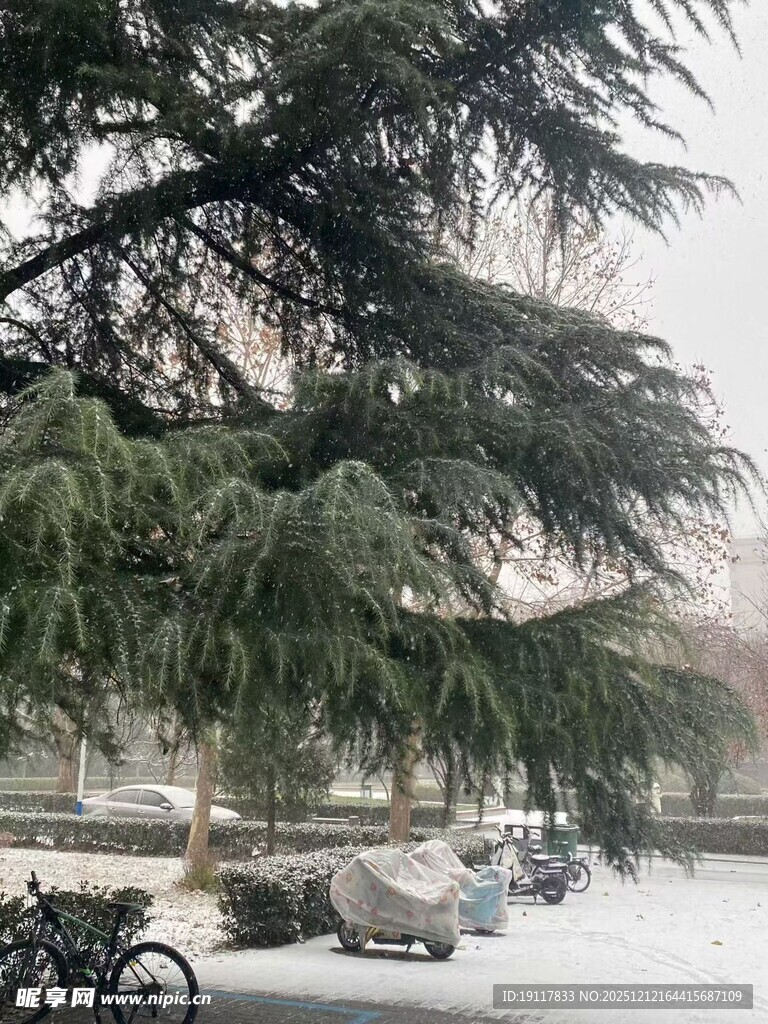 雪后松枝下的静谧景象